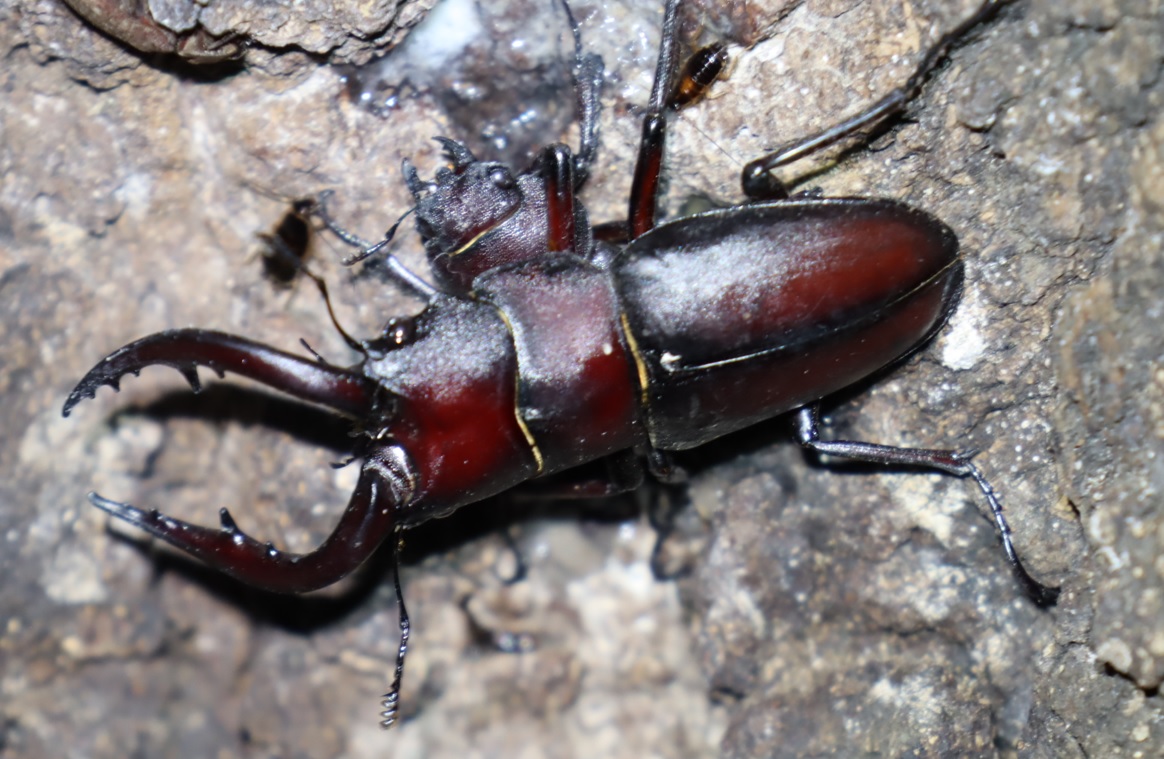 ノコギリクワガタのペア_No.3のクヌギ_クワガタ達のオアシス_2023年9月7日19時15分 気温26度